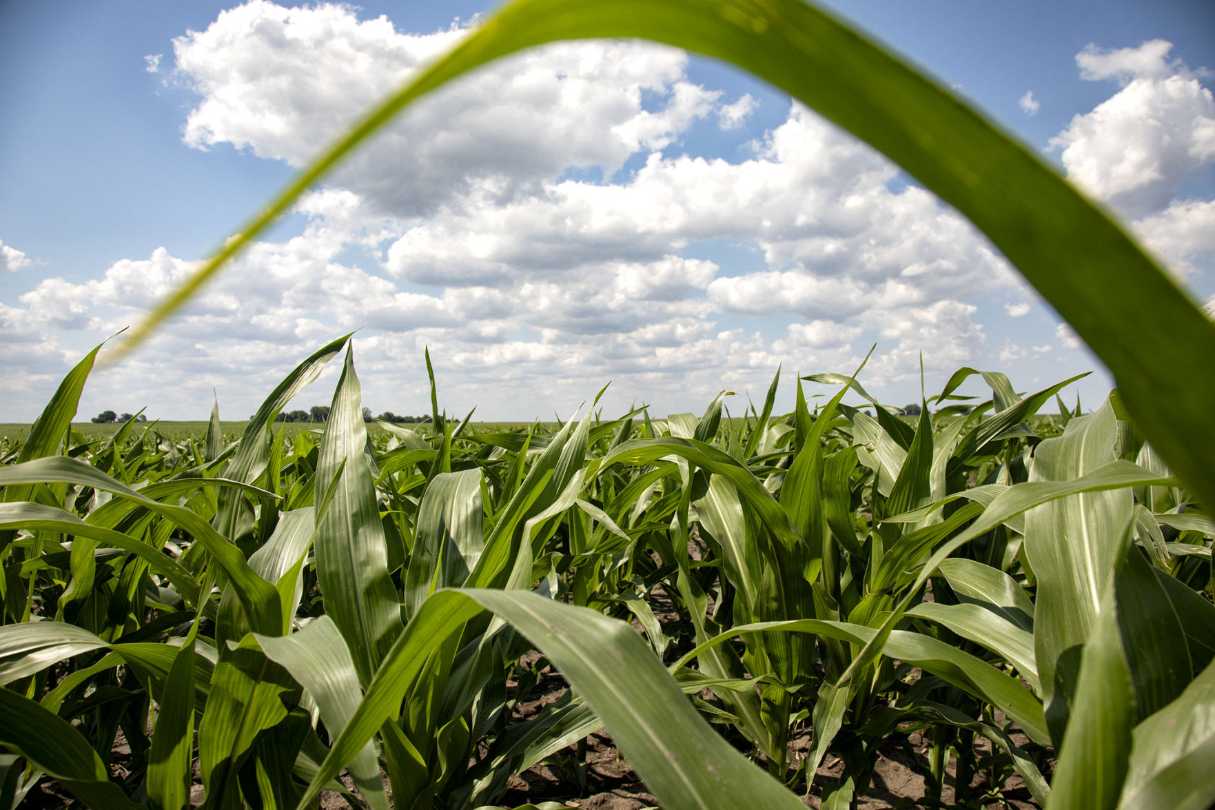 YIELD FRAME
